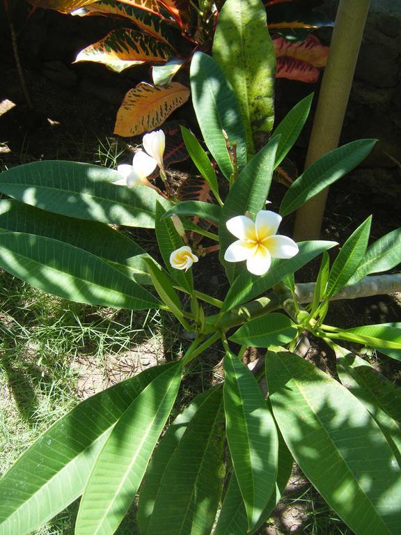 Alur Beach Homestay Amed  Ngoại thất bức ảnh